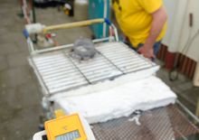 RAKU brand im lidl einkaufswagen